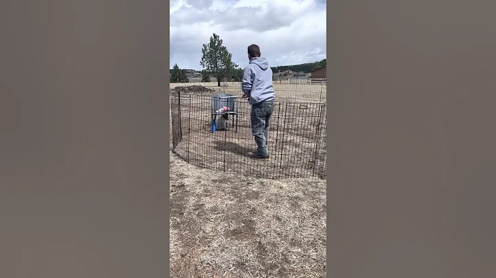 Colorado Mountain Dog Temperament Test 7 weeks, Al...