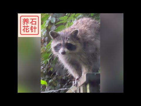 打扰我在家工作 - 可爱又可怜的小浣熊🦝