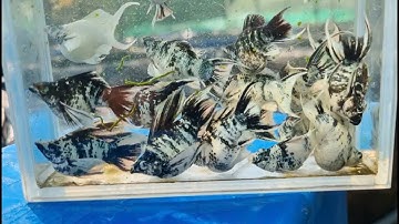 Số 27 - Tổng hợp molly short sinh sản bên hiếu cá cảnh - chất lượng bảo hành tận nhà