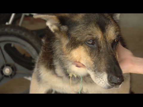 Video: Pro Dog Trainer pristatydami vaikus šunims (ir šunims vaikams)