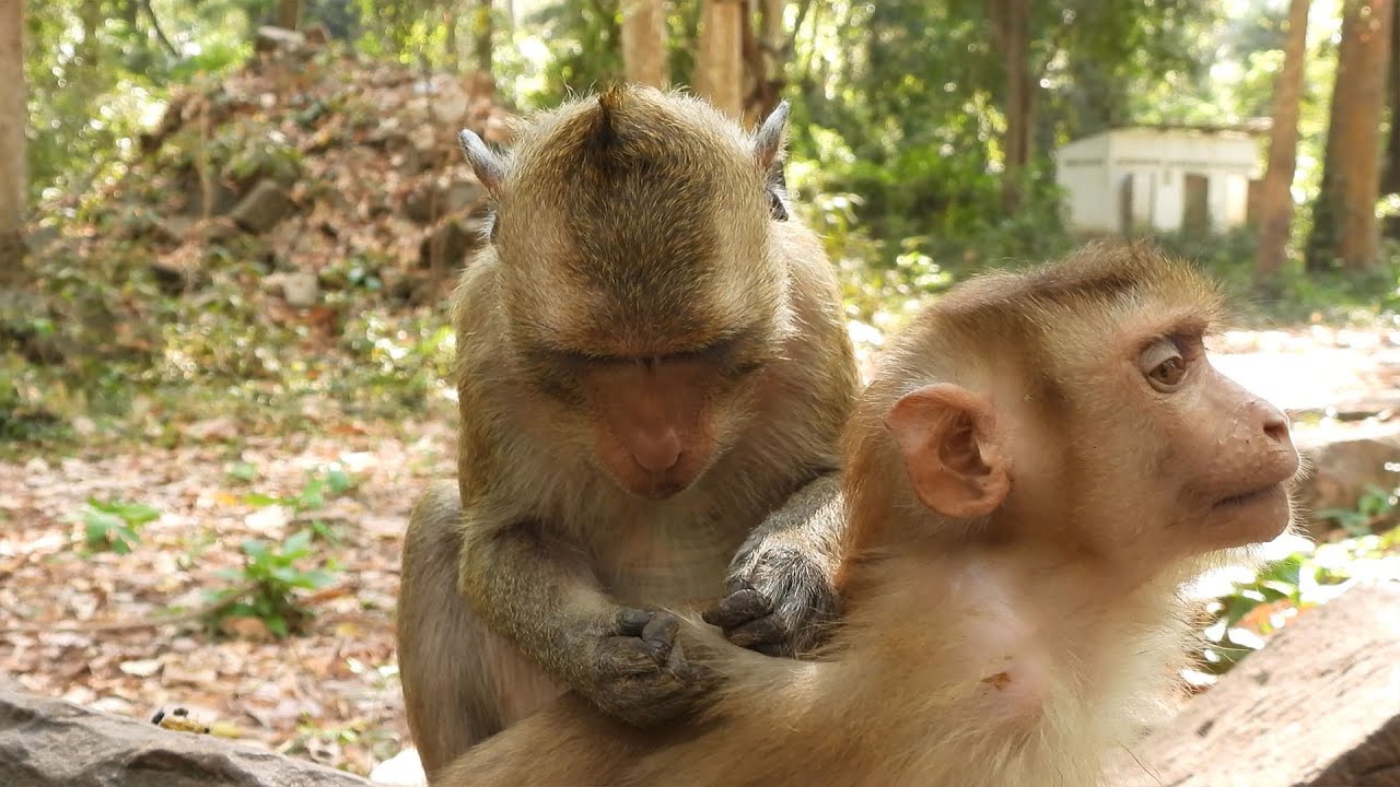 I like monkeys. Груминг у обезьян. monkey grooming. monkeys groom. find the monkey.