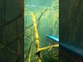 pesca sub #amém #mensagemdefé #jesusteama #oraçãodanoite #amen #jesuslovesyou #fe #pesca #4k