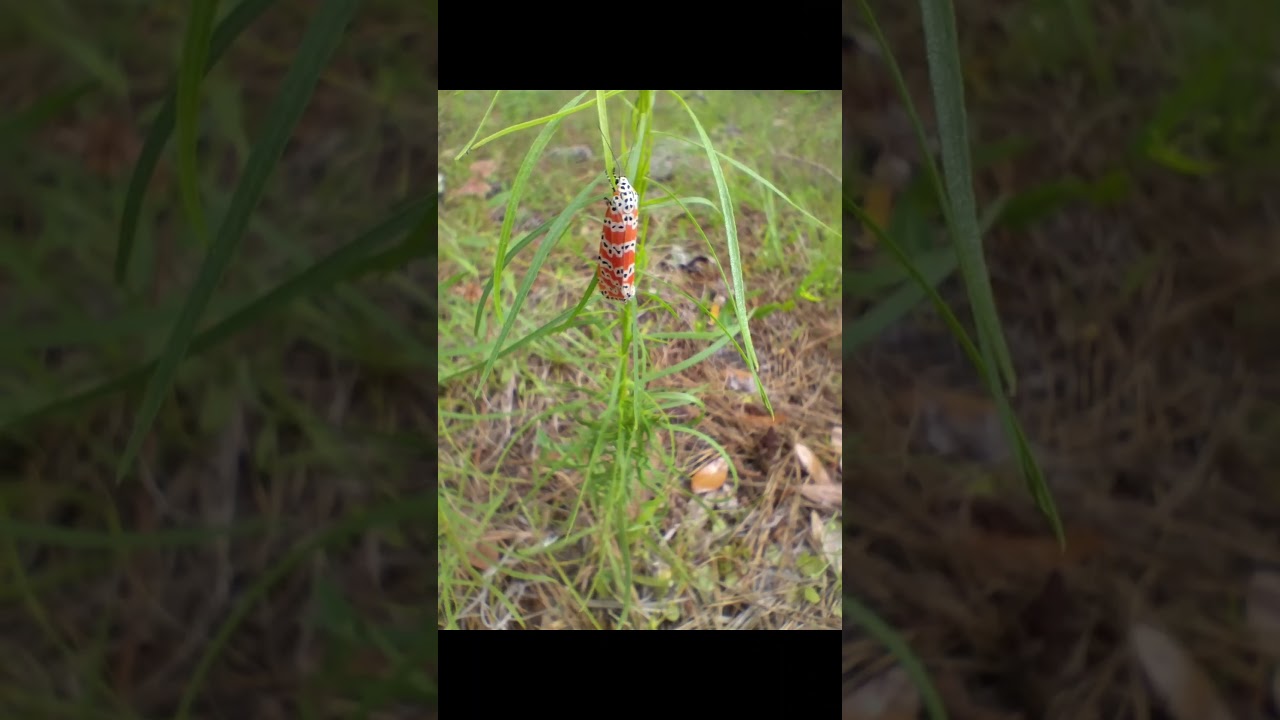 was a beautiful day out at dunns Creek state park 