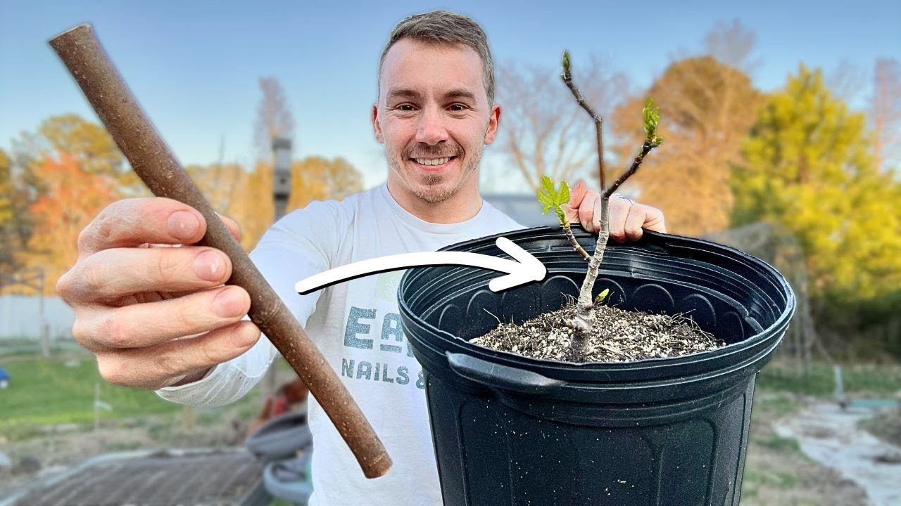 How to Clone Figs for UNLIMITED Fruit!