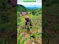 Smart Corn Fertilizing Technique for Stronger Roots & Faster Growth.