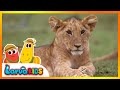 [NEW!] animal song | kids song | LET'S GO TO THE ZOO | larva kids | live action