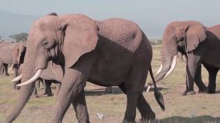 Amboseli Zou Elephant Mating Season In Amboseli, Kenya
