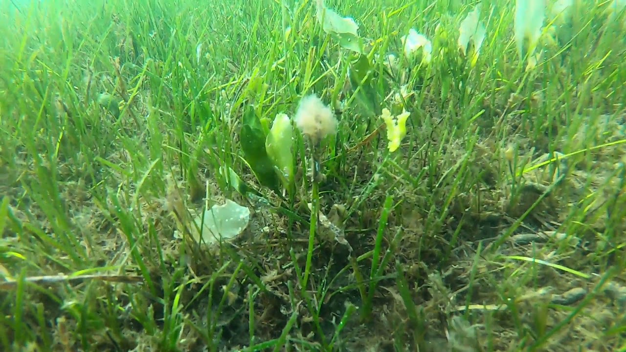 lobiger aggrappato alla cimodocea