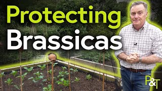 How to Protect Brassicas (And Veg Plot Update)  Pots & Trowels