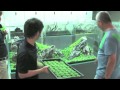 龍王石と佗び草の180cm水槽 (A 180cm aquarium tank with Ryuoh stone and Wabi-kusa)