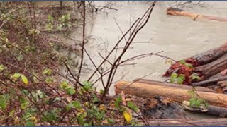 Logjam on the Snoqualmie River in North Bend