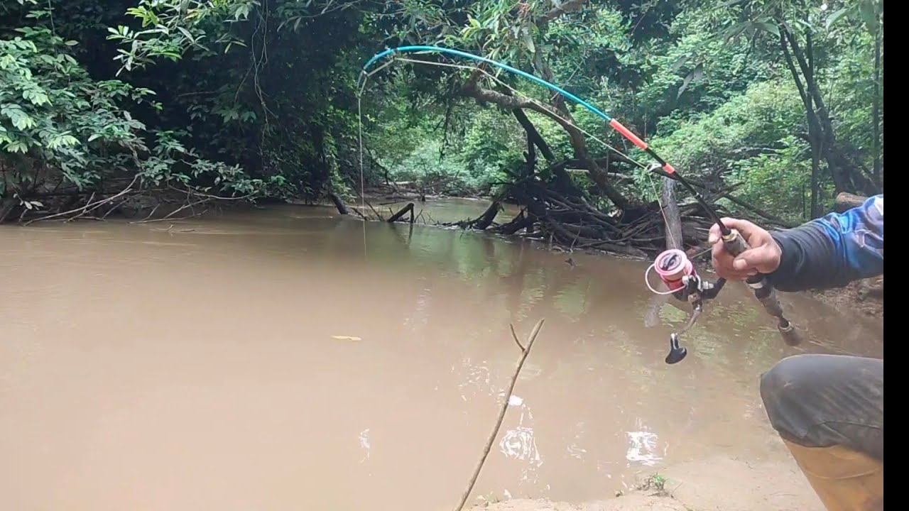 Berburu Ikan Baung Di Tengah Hutan Kalimantan Seremmm Tapi Banyak Tarikannya..
