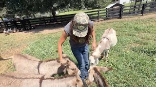 Georgia mom trades fast-pace of city living for farm living