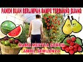 PANEN BUAH APEL, PEAR, BLACKBERRY, SEMANGKA,ANGGUR  SEMUANYA.. ADA RASPBERRY LIAR WOW !!!