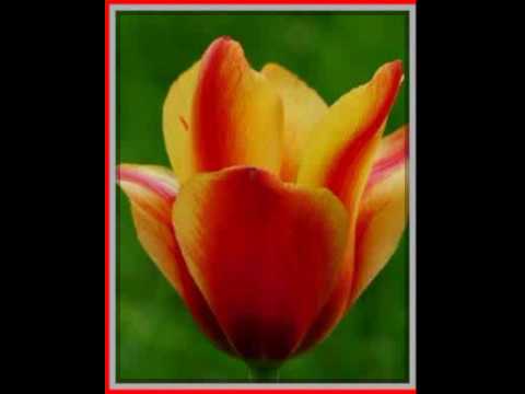 Tulipan Greiga United States - 5 szt 6343