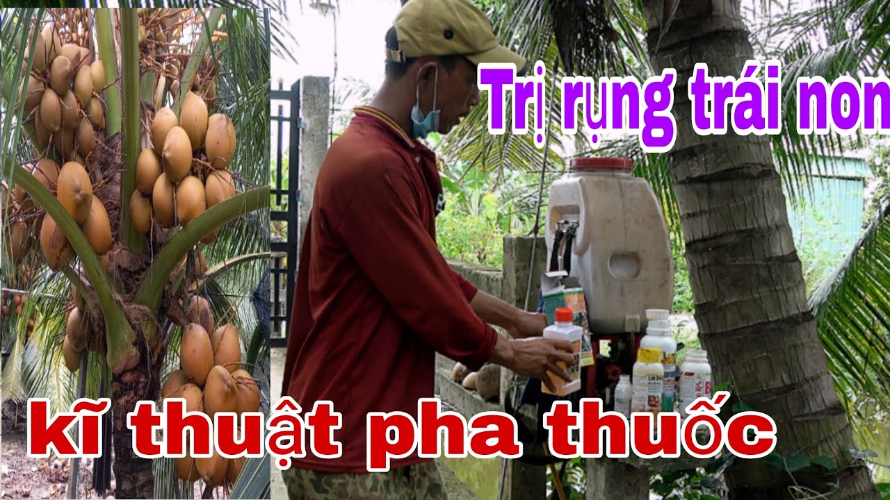 Kĩ thuật pha thuốc phun cho cây dừa, trị rụng trái non, nức trái, phòng trị đuôn dừa 