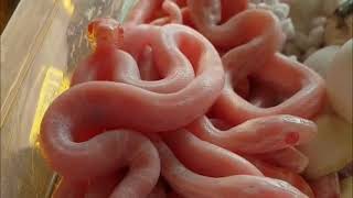 SNOW CORN SNAKE, DISTRIBUTION, DESCRIPTION, FEEDING, ENVIRONMENT, BREEDING/REPRODUCTION