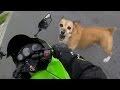 Angry Dogs Vs Bikers - WHEN DOGS ATTACK!! (Or Just Want to Say Hi) Angry Dogs Vs Bikers - WHEN DOGS ATTACK!! (Or Just Want to Say Hi)