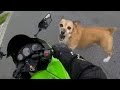 Angry Dogs Vs Bikers - WHEN DOGS ATTACK!! (Or Just Want to Say Hi)