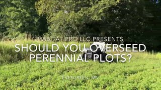 Should You Overseed Perennial Food Plots