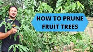 Tips on Pruning Fruit Trees
In this video I give a detailed breakdown of how I summer prune some fruit trees in my tropical fruit forest. 3 stone fruit in particular 2 Plum trees and 1 Peach tree.
I also explain different tips Ive learnt over the years to help encourage fruit set whilst maintaining a dense compact aesthetically pleasing balanced shape. Tips on Pruning Fruit Trees