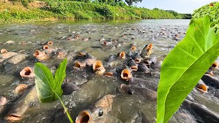 Kebiasaan Makan Dan Makan Ikan Nila Nil Remaja Dan Dewasa Oreochromis Niloticus