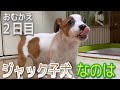 ジャックラッセルテリアの子犬【なのは】お迎え2日目
