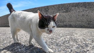 The black and white cat on Cat Island goes 'Meow!' as it trots along