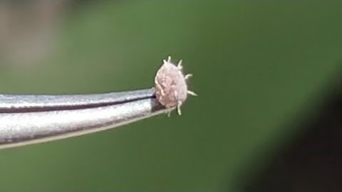 How to spot and treat root Mealybug on cactus