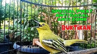 Suara pikat burung sirtu/cipoh paling jitu jamin anti gagal anti zonk
