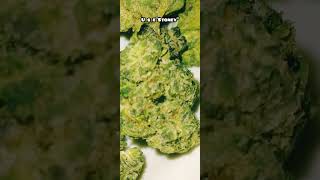 "Poppers" Thca Hemp Review from THCA SMALL BUDS #thcasmallbuds 🔥🔥