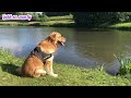 4K HD my lovely #goldenretriever #chien #dog #my_dog