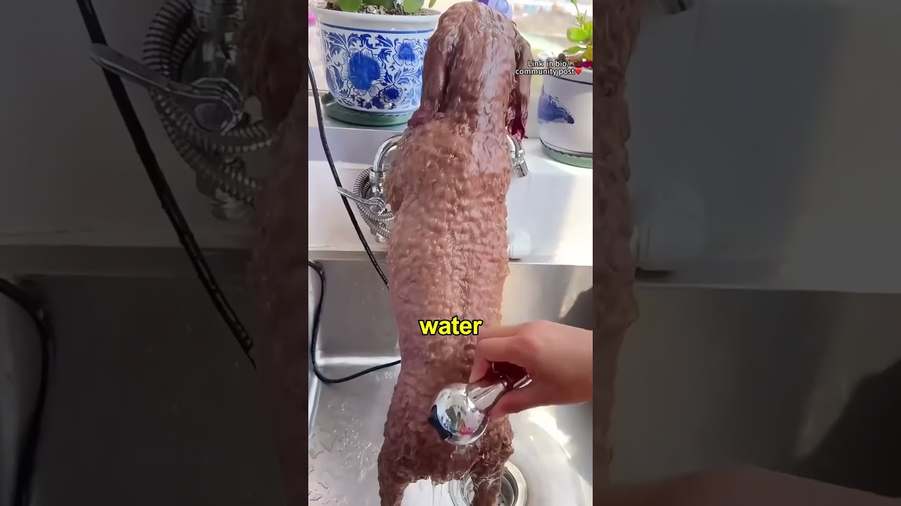 Super Absorbent Pet Bath Towel  PVA Dog & Cat Grooming Towel Review