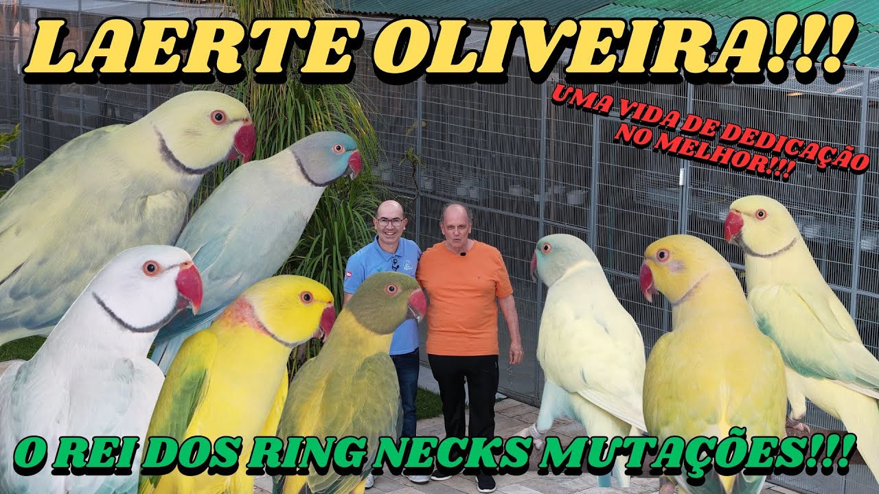 LAERTE OLIVEIRA É FANTÁSTICO!!! OS MELHORES RING NECKS DO BRASIL!!!