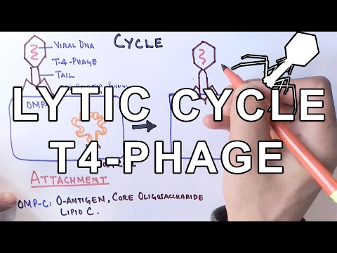 Mechanism of LYTIC CYCLE