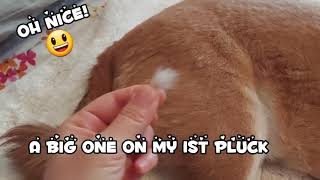 Plucking My Shiba Inu's Floofs