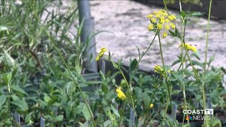 Volunteers needed for Stockley Center native wildflower planting event on Saturday