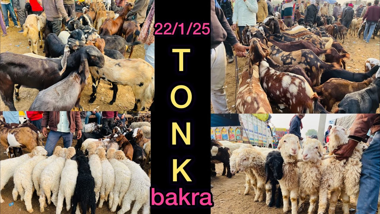 tonk bakra mandi live update 22/1/2025 #tonkbakra #tonkbakramandi #tonkgoat #tonkgoatmarket #goat