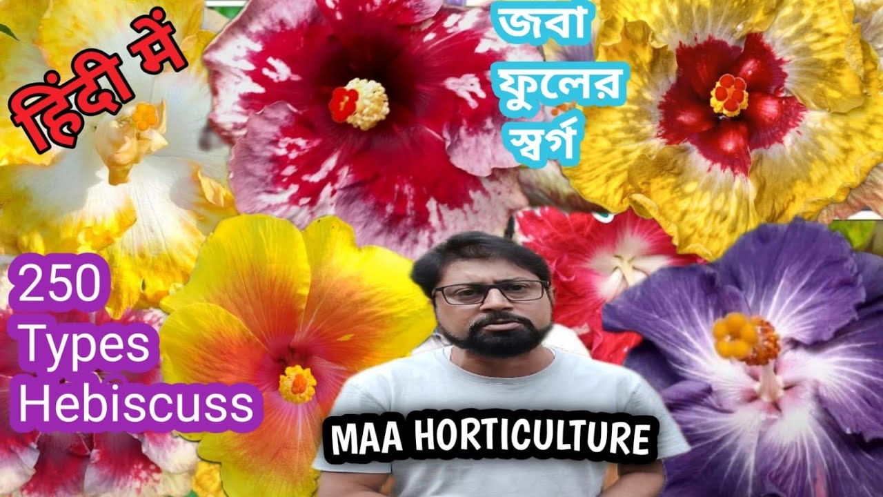 Topical Hebiscus। हिबिस्कस।জবা।Hebiscus care। MAA hoticulture। - YouTube