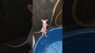 What Is Pani Thanda Hai Kya