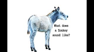 What does a Zonkey and Zorse sound like? Here is the sound a Zonkey and zorse make