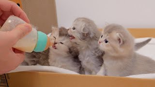 The kitten complaining about being late for milk was so cute... by Lulu the Cat 28,789 views 2 weeks ago 8 minutes, 4 seconds