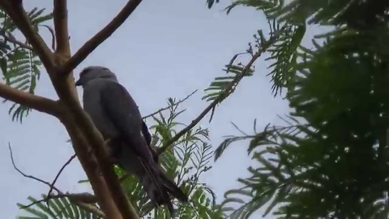 sparrow-hawk, Plumbeous Kite, Ictinia plumbea, birds of prey, 