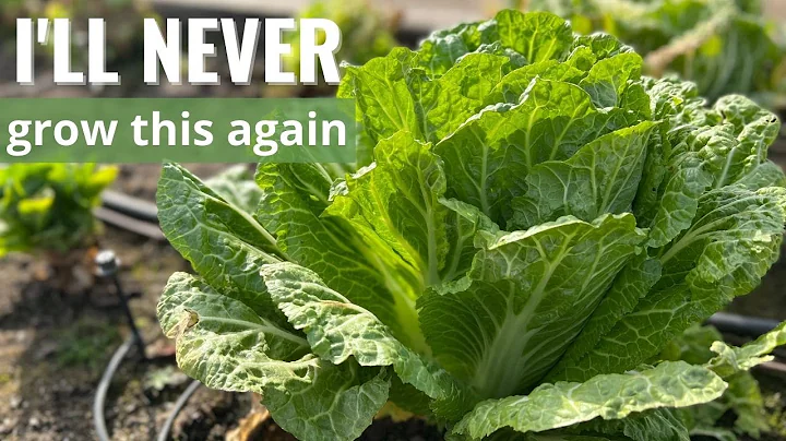 Are You Wasting Garden Space?