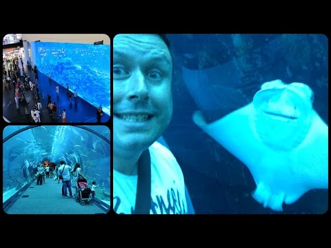 Dubai Aquarium & Underwater Zoo