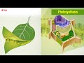 Photosynthesis Process | What is Photosynthesis