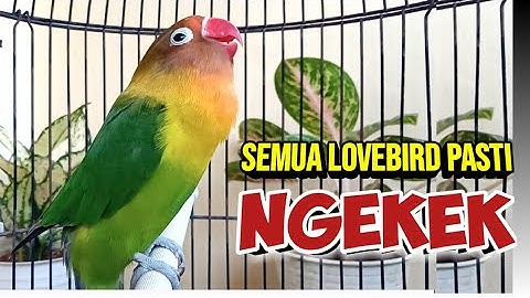 PUTAR SAJA Semua Jenis Lovebird PASTI NYAUT, Pancingan Suara Burung Lovebird Ngekek Panjang