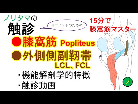 膝窩筋、膝外側側副靭帯(LCL)の触診