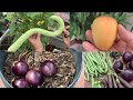 Harvesting Various Types Of Organic Mangoes And Vegetables From Rooftop Terrace Garden