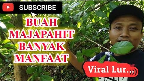 Viral, Sari Buah Maja Bisa Menyembuhkan Banyak Penyakit